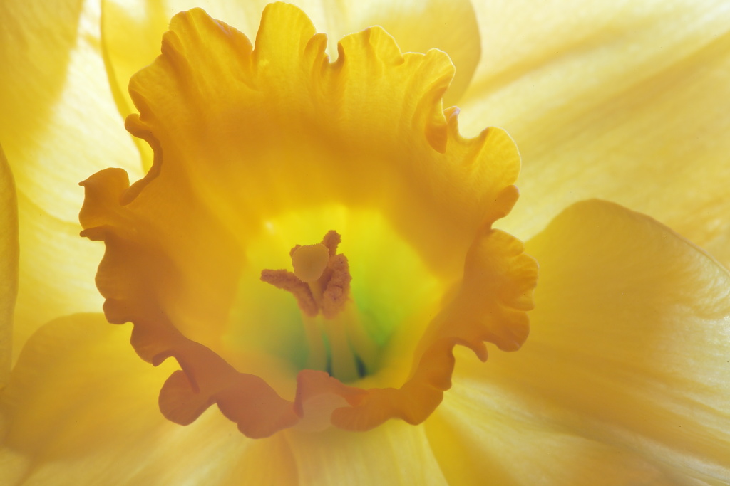 Giallo