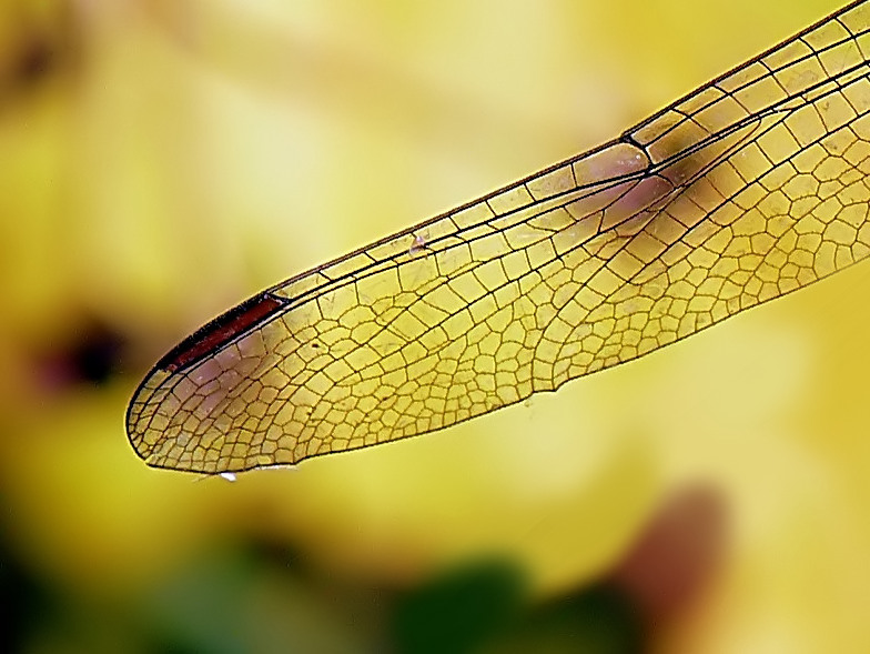 Attrezzatura per volare!!!