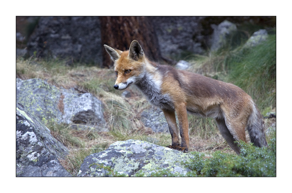 Volpe della Val Nontey.