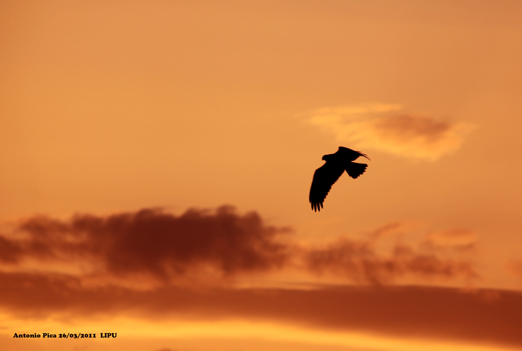 Il volo del guerriero