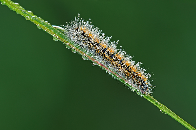 Le infinite perle di un cucciolo di farfalla