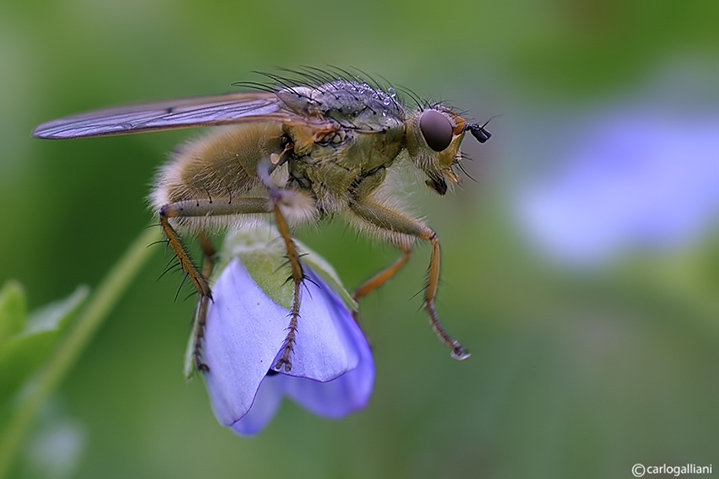 Scatophaga sul fiore