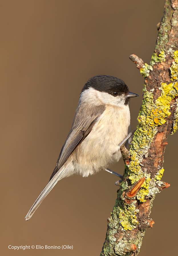 Cincia bigia (Parus palustris)