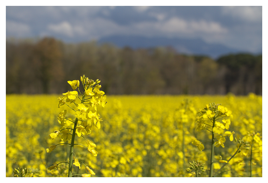 Campagna in giallo