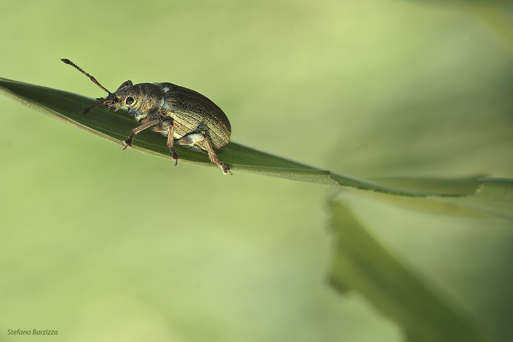 Insetto nel posatoio