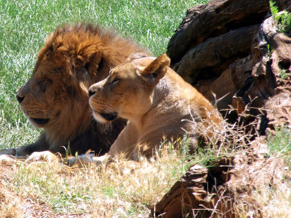 natura selvaggia ( o quasi)
