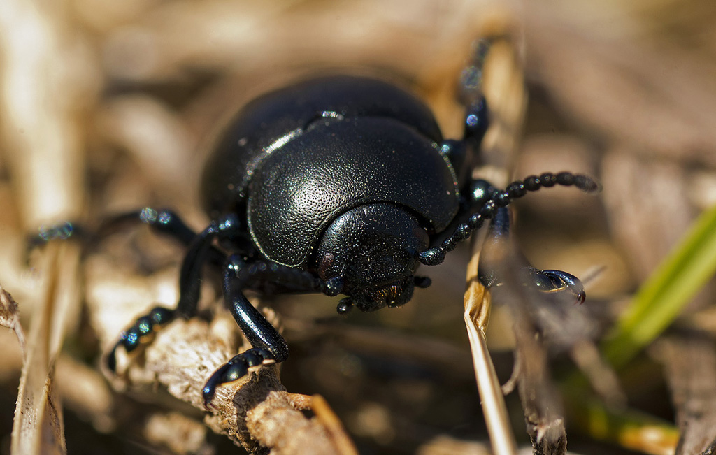 Chrisolina haemoptera