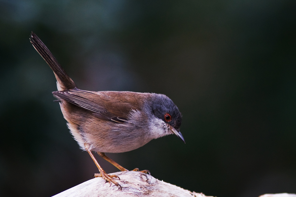Femmina di Occhiocotto.