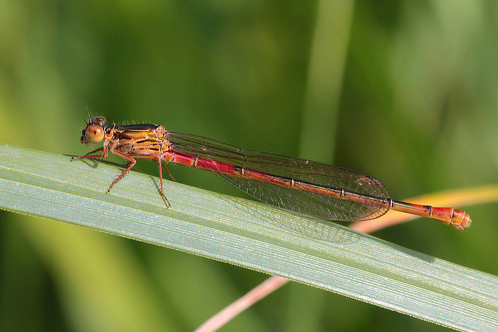 ...Cos� Com'�...!!!