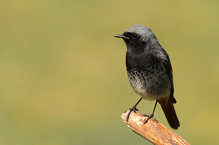 SPAZZACAMINO MASCHIO......
