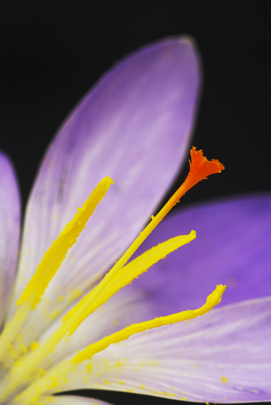 Crocus