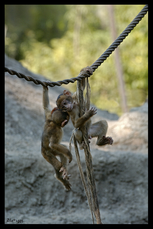 giochiamo? (1a class concorso )