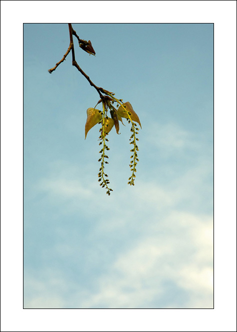 Un ramo di farfalle..