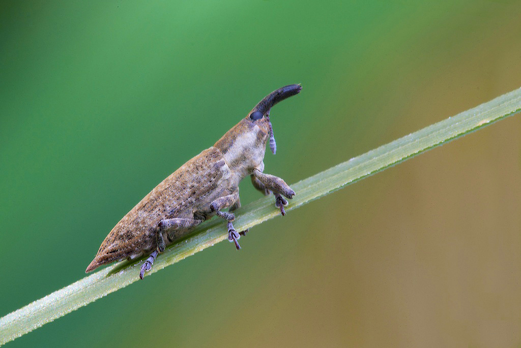 ...Curculione II�...!!!