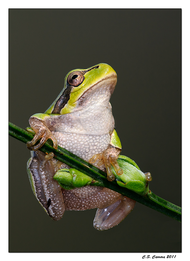 Finalmente ... la primavera