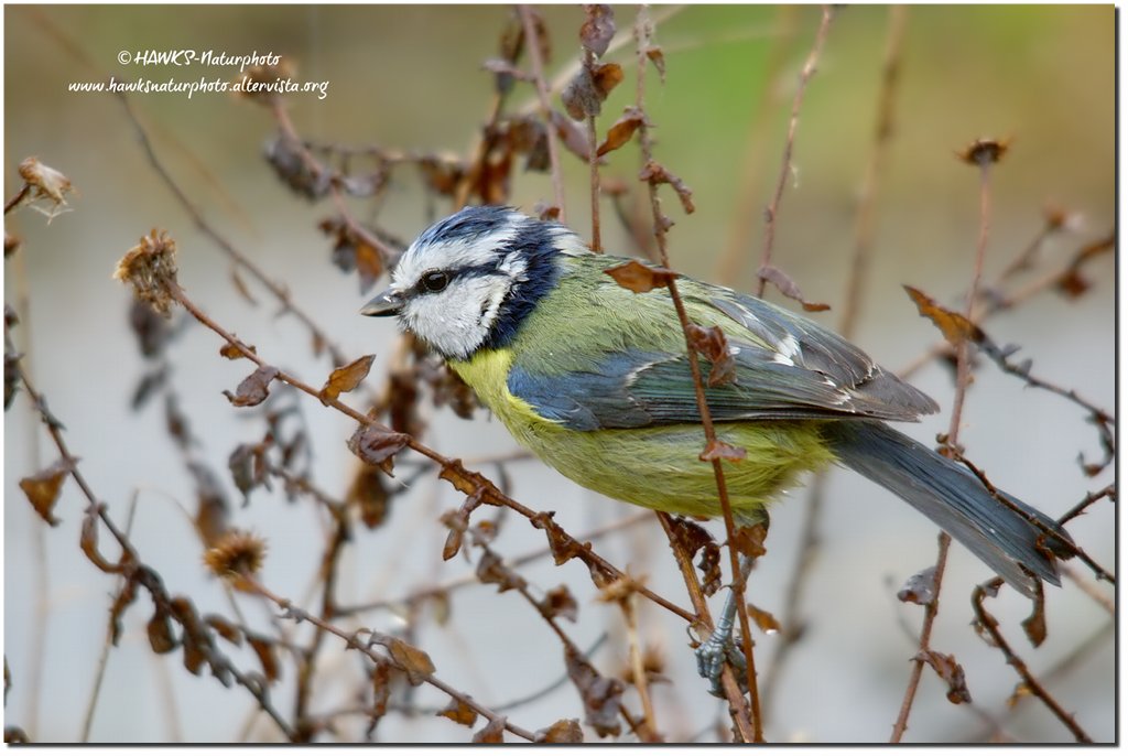 Cinciarella (Cyanistes caeruleus)