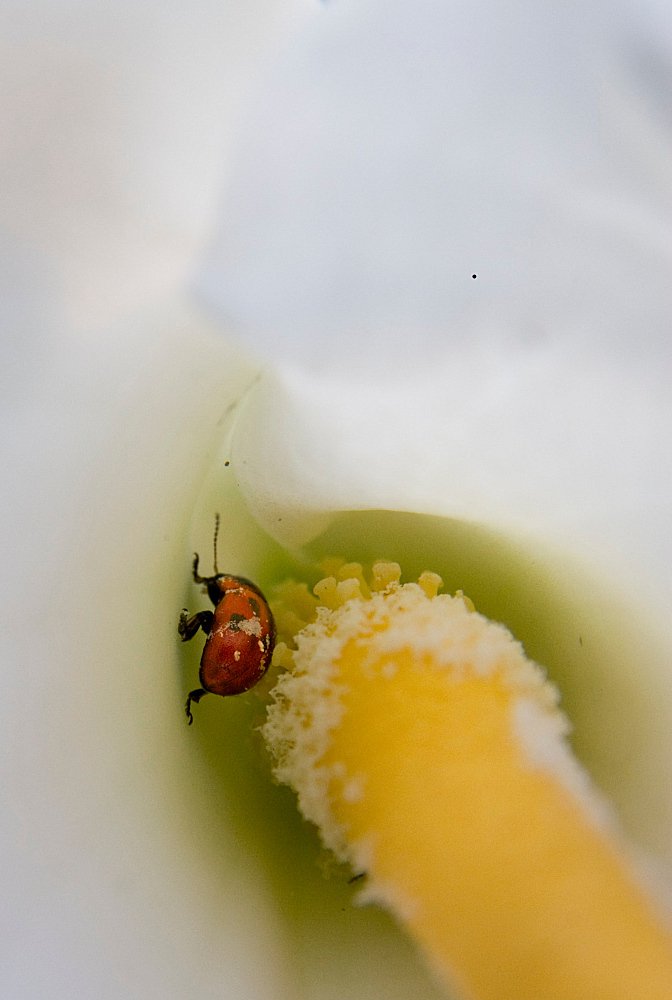 Coccinella