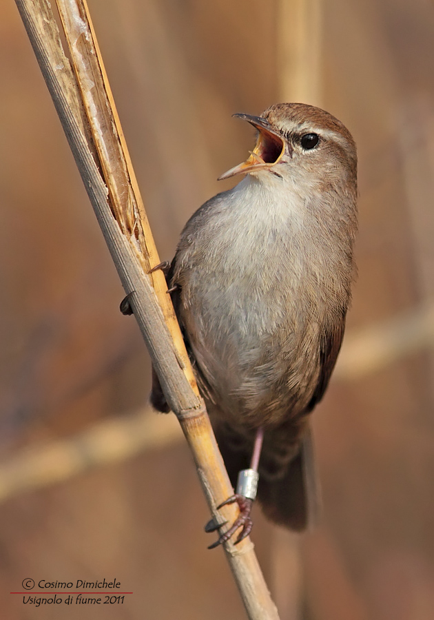 Usignolo di fiume #3