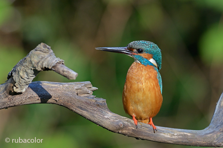 IL magnifico osservatore