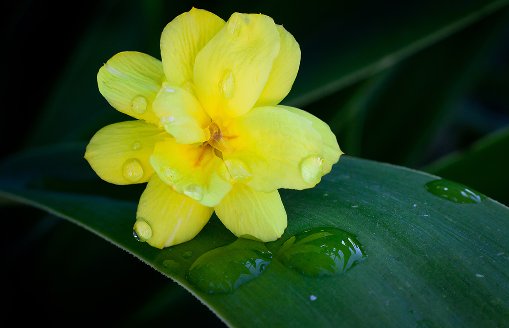Sospiri di primavera