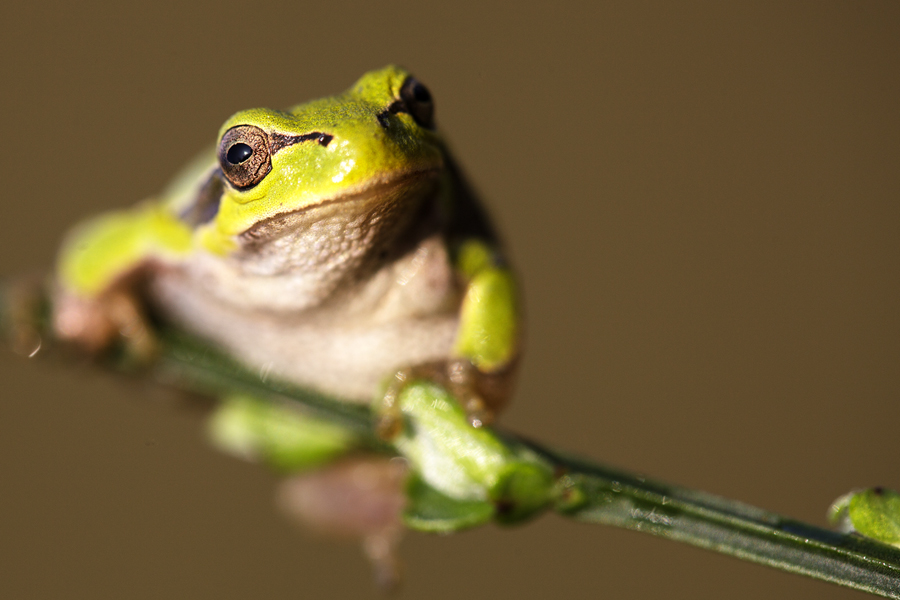 Ritratto ad un piccolo principe