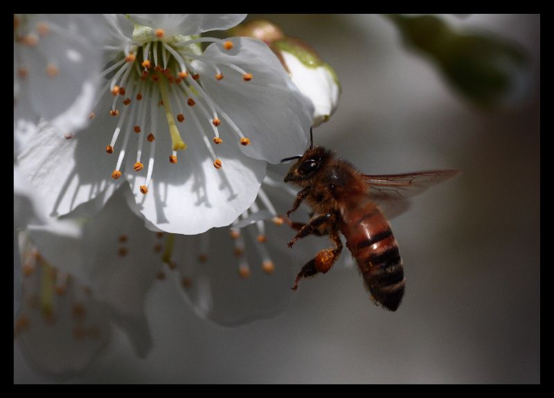 Ape e fiore di ciliegio