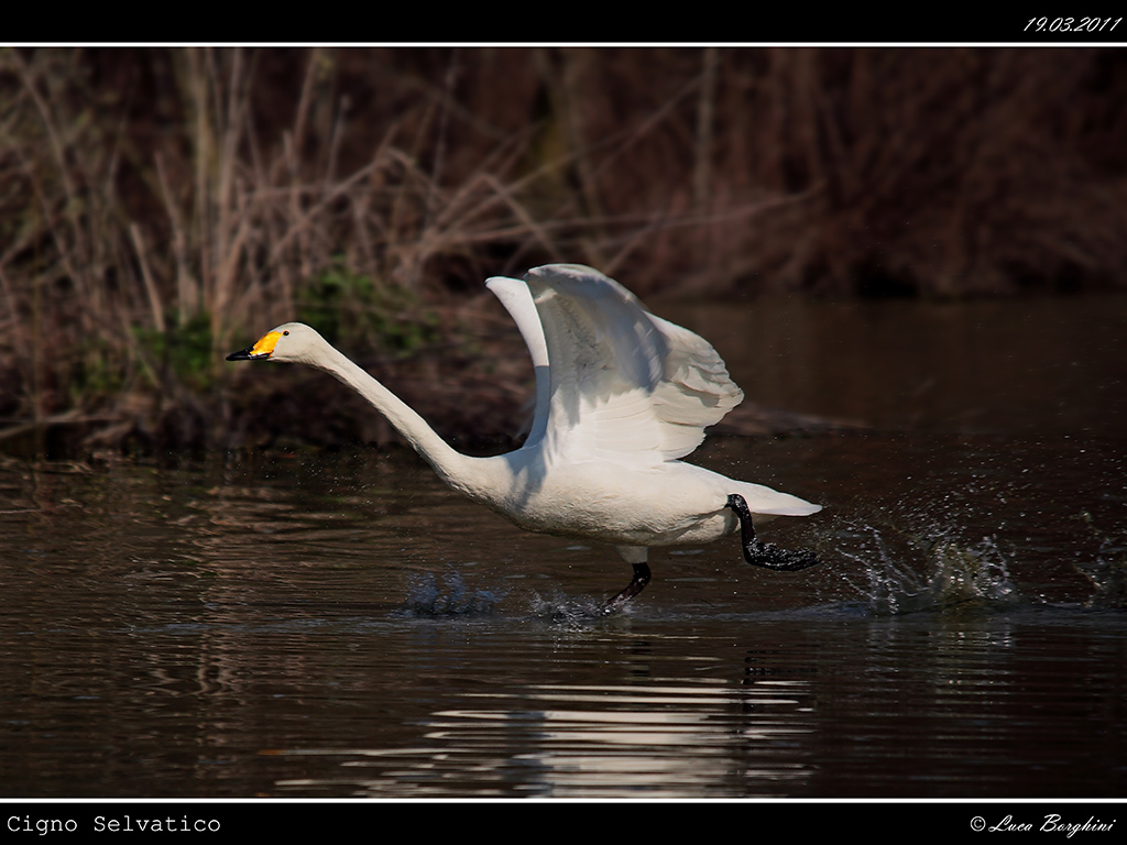 Cigno Selvatico # 1