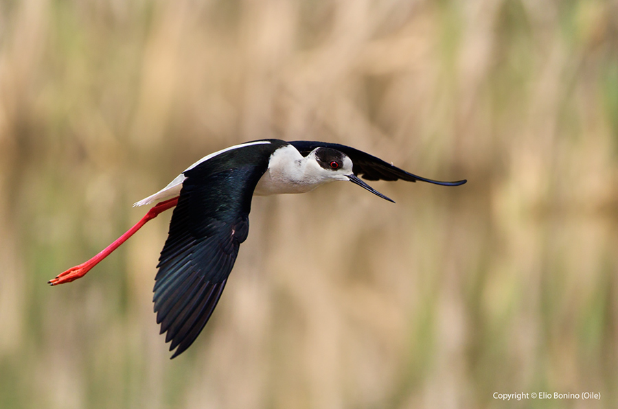 Cavalierte d'Italia (Himantopus himantopus)