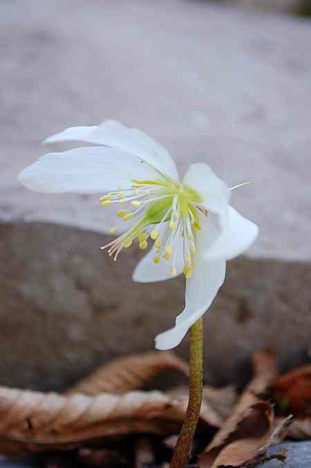 L'ultimo bucaneve....