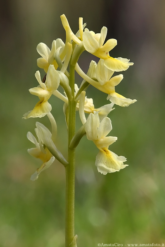 Orchis pauciflora in Sicilia
