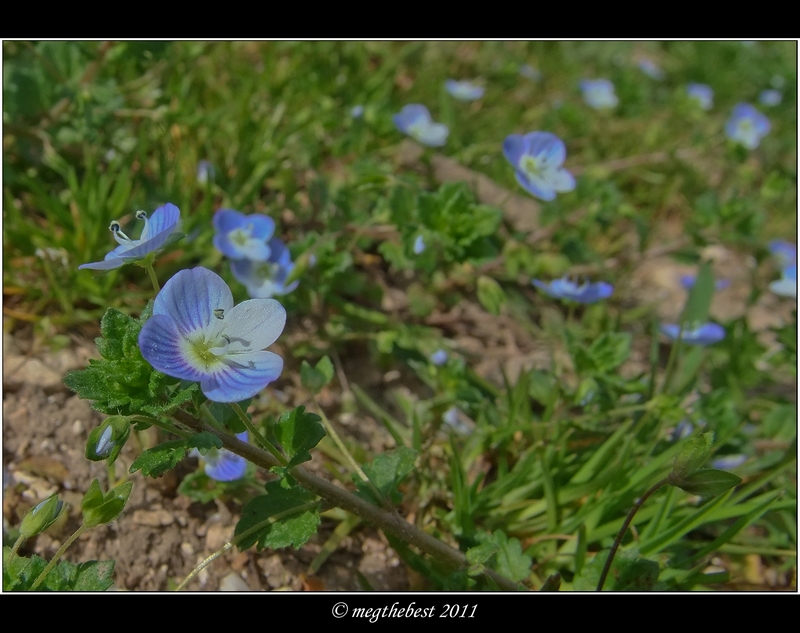 A spasso per prati 3