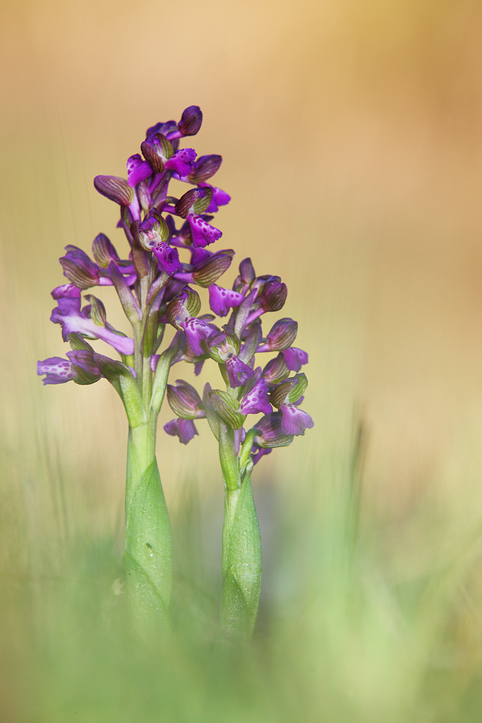 Anacamptis morio