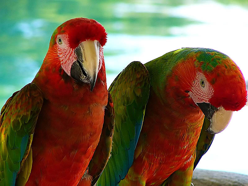 Pappagalli messicani