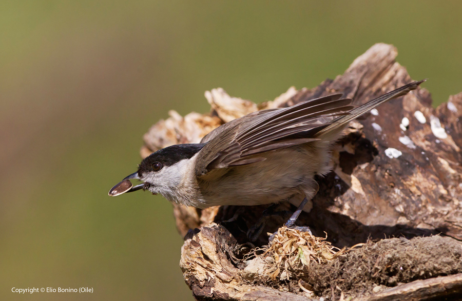 Cincia bigia (Parus palustris)