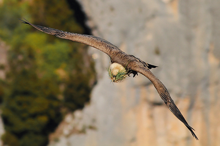 NIDIFICAZIONE.........