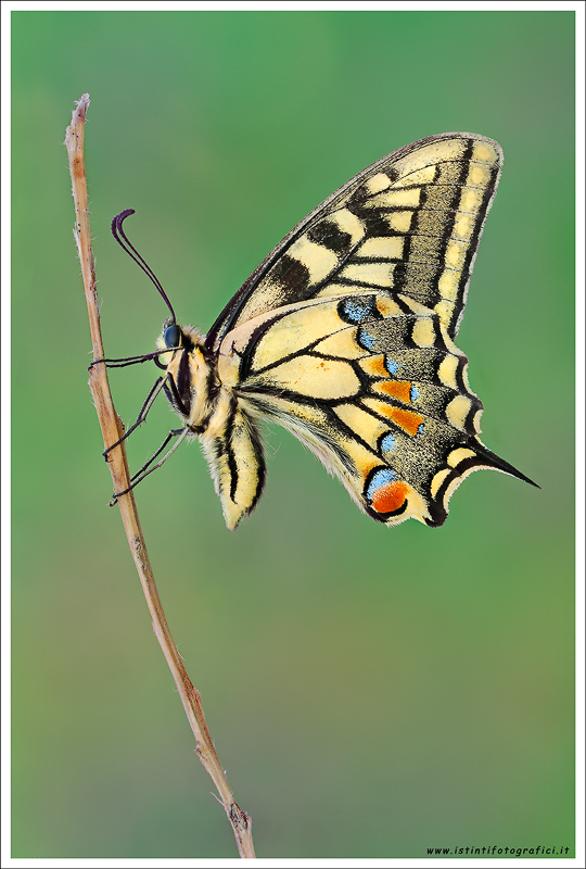 Papilio all'alba