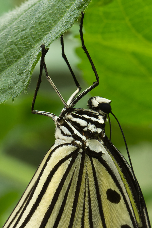 Idea leuconoe - primo piano
