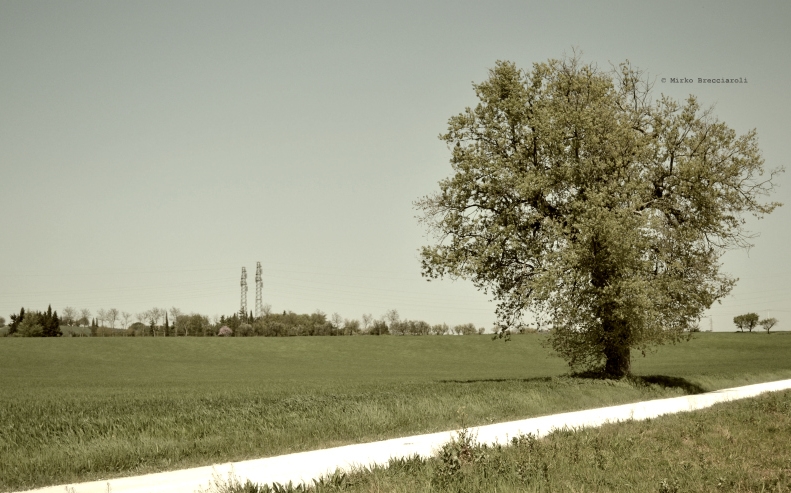 L'albero