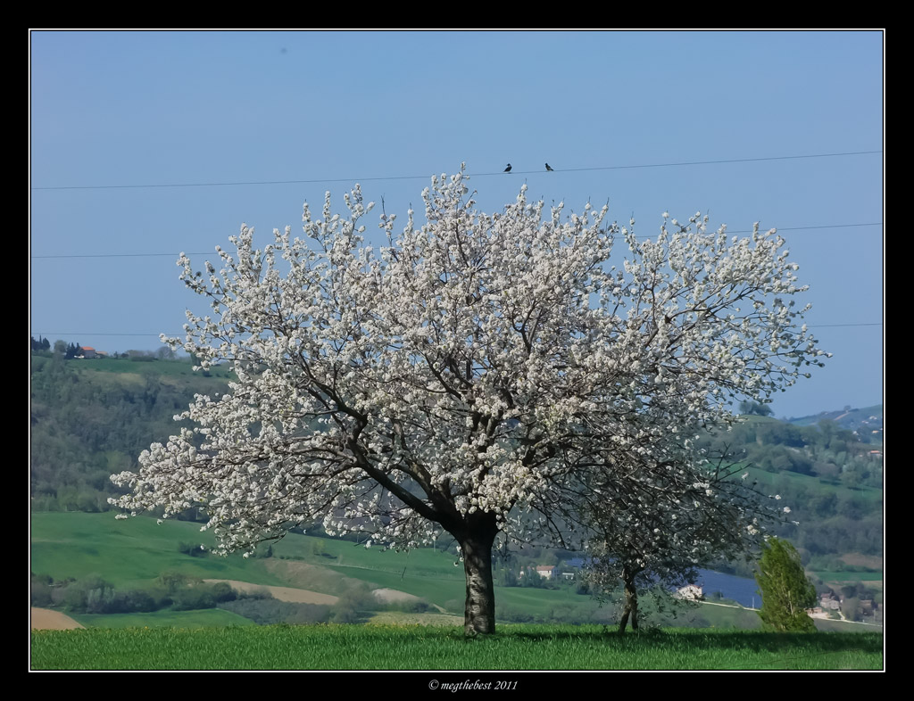 I guardiani del cilegio in fiore