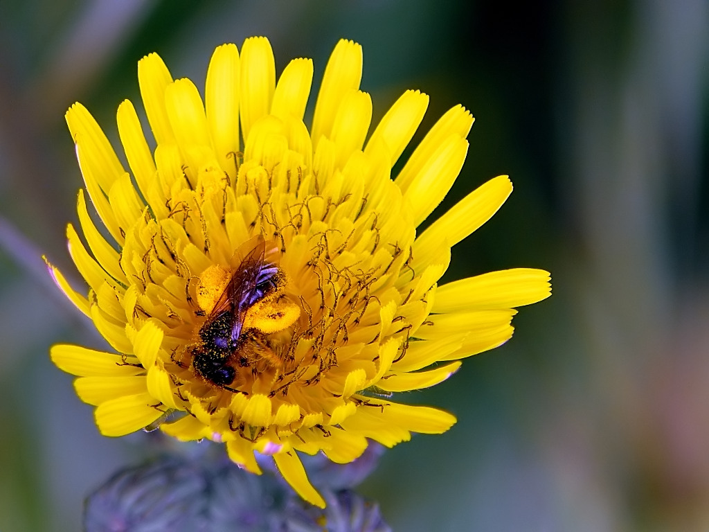 Ce l'ho qui le brioshe!!!