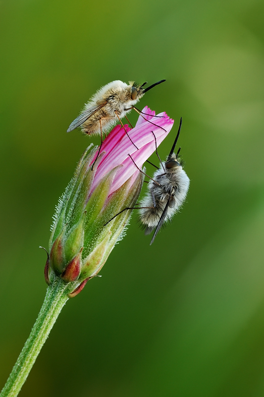 Ehi tu, ti sfido a duello