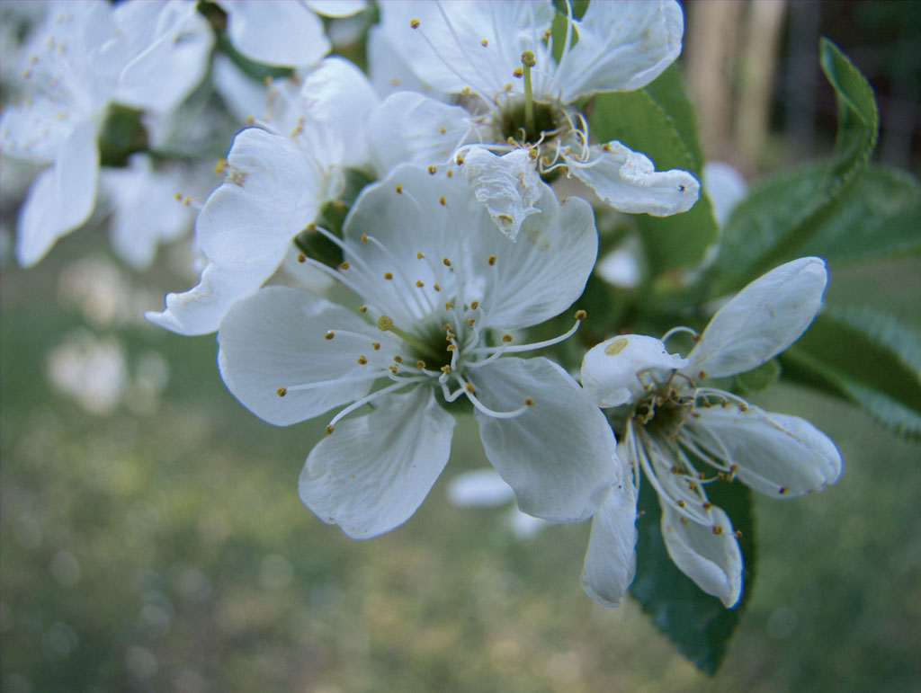 cotogno fiore - supermacro