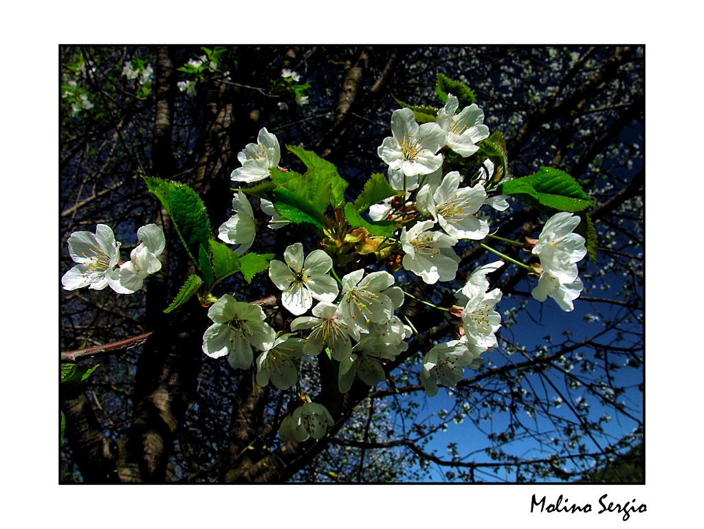 E' primavera ....