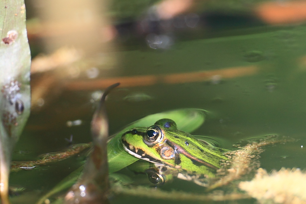 Comodamente mimetizzata