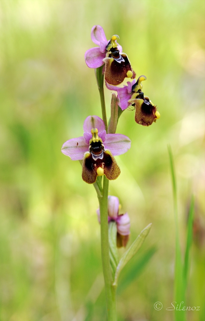 Ophrys Tenthredinifera