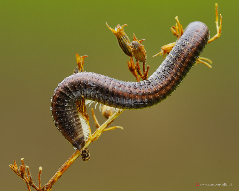 Il timido millepiedi