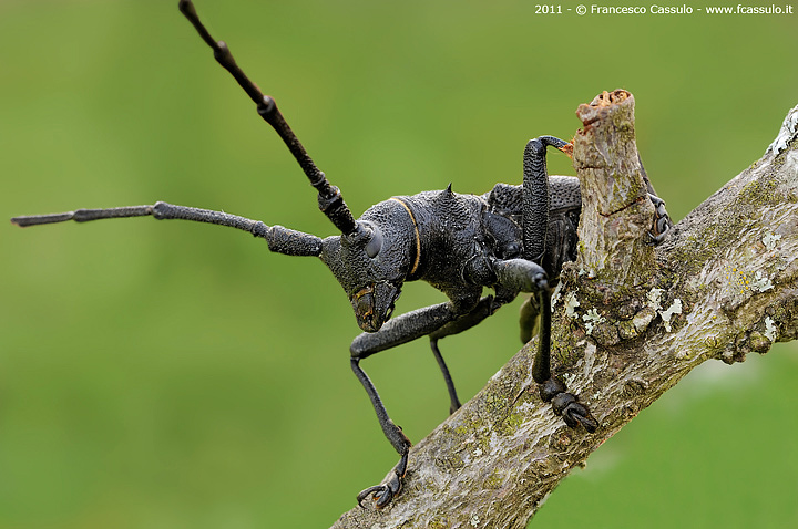 Cerambice - Cerambycidae Latreille, 1802