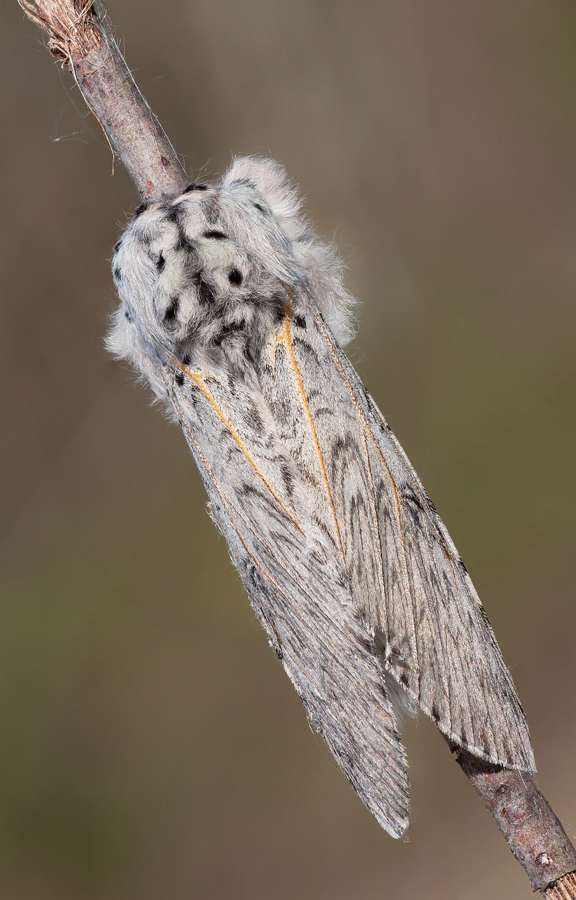 Cerura Vinula dall'alto