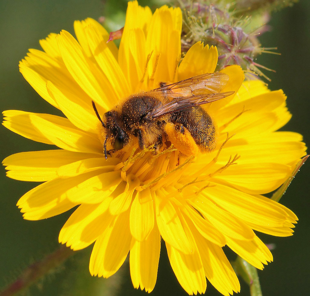 ...In Pieno Sole...!!!