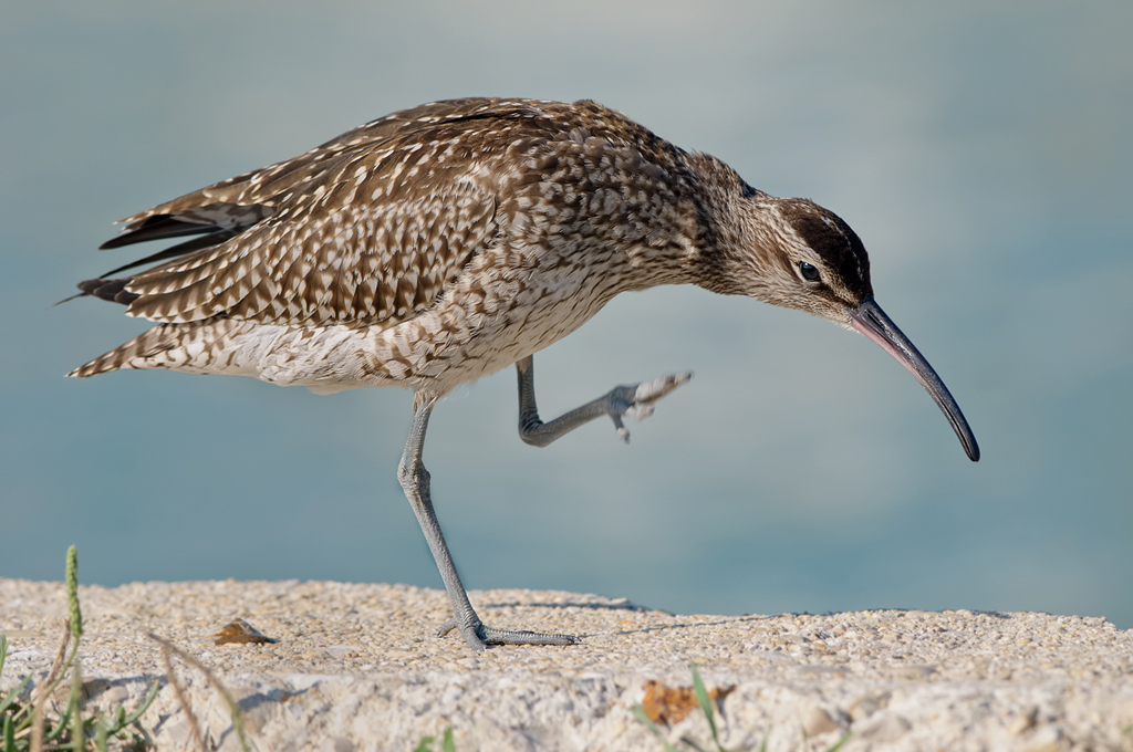Chiurlo Piccolo. ( Numenius phaeopus )